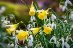 wildflowers-daffodils.jpg