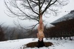 asian_in_winter_4_by_hogtiedmale_deqlds9-pre.jpg