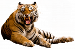 Tiger 1.png