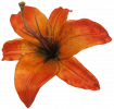 Tiger Lily 1.png