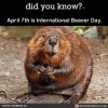 beaver.jpg