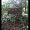 moore-woods.jpg