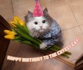 happy-birthday-cat-greeting-card-13.jpg