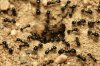 ants-1-590x393.jpg