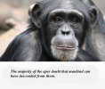 Apes.jpg