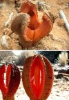 Hydnora.jpg