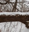 Snow Bark2.jpg