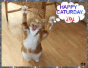 caturday.gif