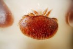 Varroa-1024x685.jpg