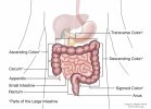 colon-anatomy.jpg