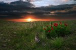 wild_peonies_of_crimea_mountains_by_my_shots.jpg