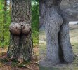 arbre-c3a0-fesse-10.jpg