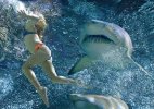 Great_white_shark-9.jpg