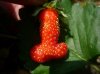 strawberry12n-3-web.jpg