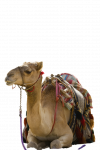 Camel.png