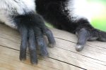 lemur.jpg