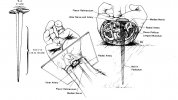 Anatomy-of-Nails-in-Crucifixion.jpg