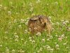 hare-sitting-in-clover-on-rainy-evening-in-july.jpg