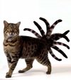 Cat o nine tails.jpg