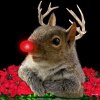 Rudolf-squirrell.jpg