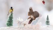 red-squirrel-standing-sledge-reindeer-great-tit-24522112.jpg.jpg