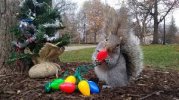 xmassquirrel3.jpg