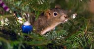 squirrel-christmas-tree-fb-png__700.jpg