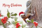 santa-squirrel-merry-christmas-delphimages.jpg