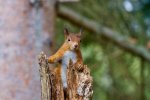 squirrel-2827760_960_720.jpg