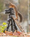 SquirrelCameragirl.jpg