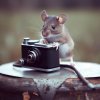 mouse-is-holding-camera-looking-it_880935-1099.jpg