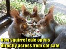 Squirrel-Cafe.jpg