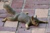 squirrel_flat.jpg