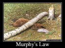 Murphys-Law-2.jpg