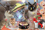 catbirthdayparty.gif