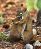 hugging_squirrels_by_cuttie687-d4qaeiz.jpg