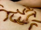 belly_invaded_by_mealworms_by_thebugdude55555_dgqxepu.jpg