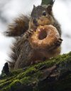 squirreldonut.jpg