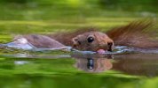 squirrel-lifeguard.jpg