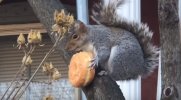 squirrel-steals-donut-and-eats-it-in-tree-lg.jpg