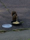 Italian-squirrel.jpg