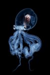 Transparent Wunderpus octopus larva.jpg