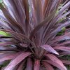 Cordyline purple_tower.jpg