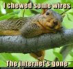 squirrelwires.jpg