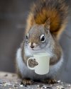 squirrellwithmug.jpg