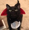 Halloween  CAT CATULA.jpg