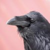 raven-profile-on-red-oct-20.jpg