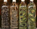 0-snake_wine.jpg