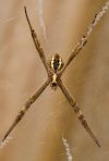 St.Anderws_Cross_Spider.jpg