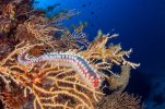 0-71391577-Fireworm-Hermodice-carunculata-Vis-Island-Mediterranean-Sea-Croatia.jpg